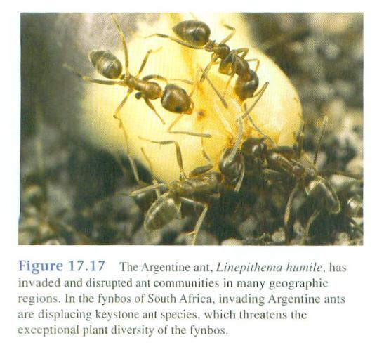 KEYSTONE SPECIES: ANTS Linepithema humile, Argentine Ant Invasive, do not disperse