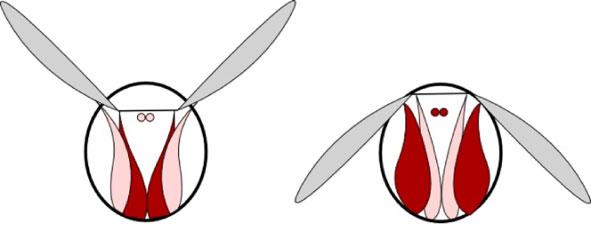 Fig. An illustration of insect s wing stroke using synchronous muscles: a upstroke and b downstroke.