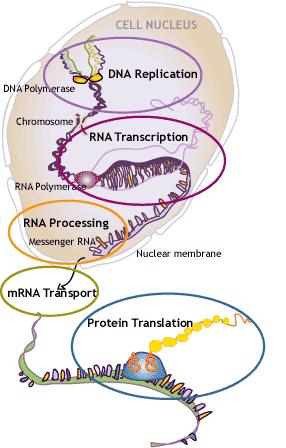 From DNA to protein, i.e. the central dogma DNA RNA Protein Biochemistry, chapters1 5 and Chapters 29 31. Chapters 2 5 and 29 31 will be covered more in detail in other lectures.