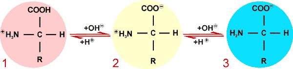 The 20 amino acids (2) Amino acids are grouped according to their properties Non