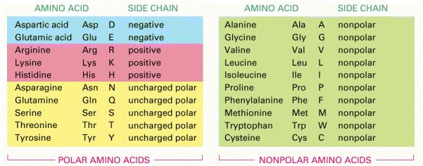 (basic) Smallest amino acid: Glycine (aminoethane acid) with side chain H.
