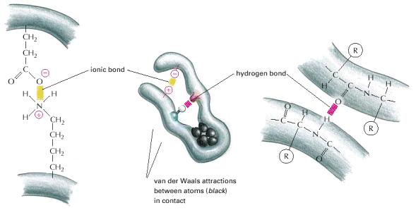 interaction of several polypeptides (subunits) Forces stabilising the protein