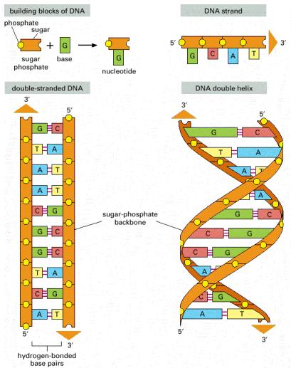 5 3 The direction of a DNA (RNA) strand is always 5 3.