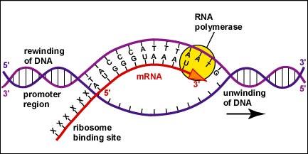 Transcription (RNA-synthesis) The RNA-synthesis appears in the nucleus using DNA as a