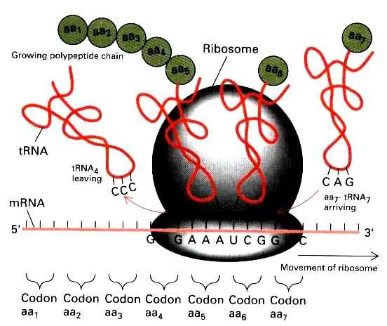 RNA proces