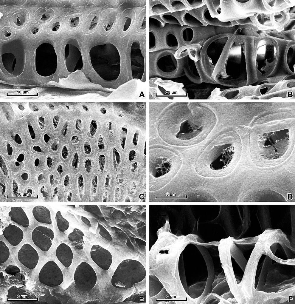 0 AMERICAN FERN JOURNAL: VOLUME 101 NUMBER 3 (2011) FIG. 1. SEM micrographs of longisections of stems (A D) and rhizome (E F) to show tracheids of Equisetum hyemale.