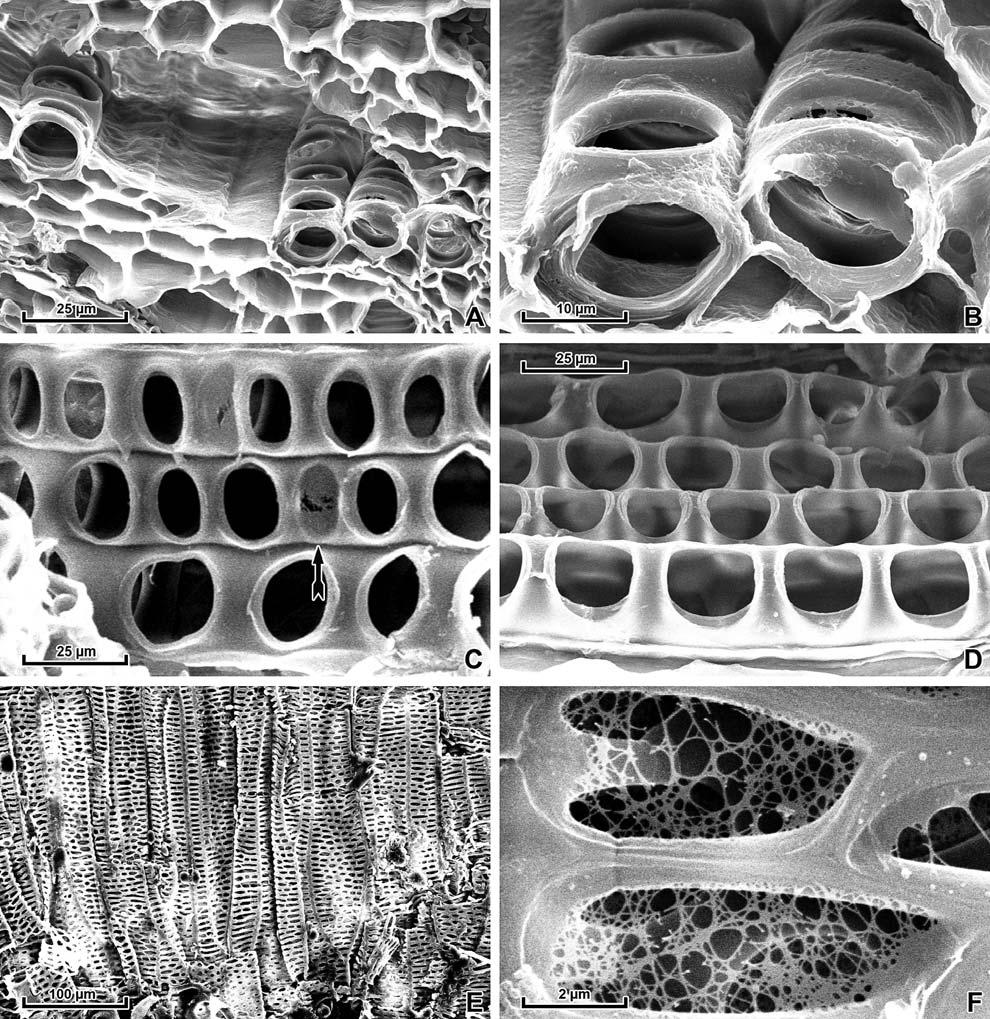 CARLQUIST & SCHEIDER: EQUISETUM XYLEM 0 FIG. 2. SEM micrographs of internodal (A D) and nodal (E F) metaxylem tracheids from stem longisections of Equisetum myriochaetum.
