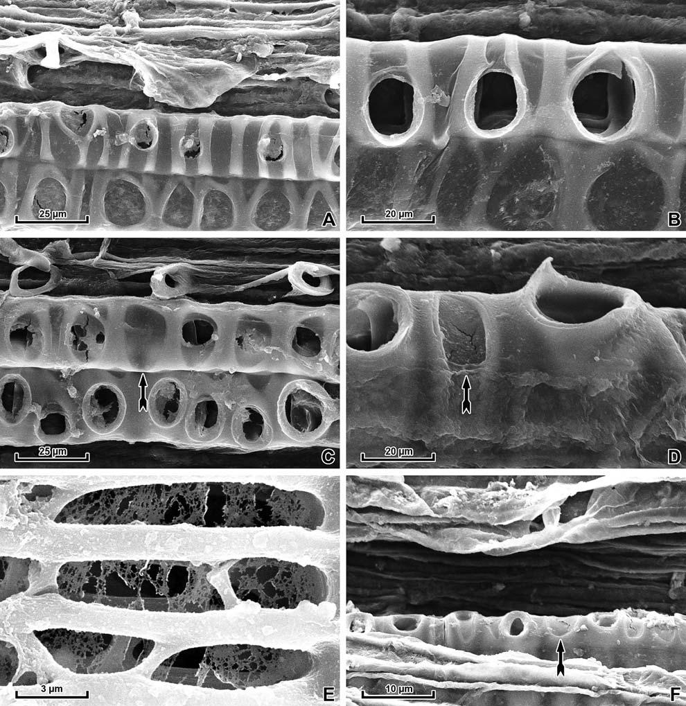 0 AMERICAN FERN JOURNAL: VOLUME 101 NUMBER 3 (2011) FIG. 3. SEM micrographs of internodal (A D, F) and nodal (E) tracheids from stem (A E) and rhizome (F) longisections of Equisetum telmateia.