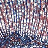 Viburnum opulus L. Pith Pith shape hexagonal. Medullary sheath present. Cells dimorphic. Crystal druses present.
