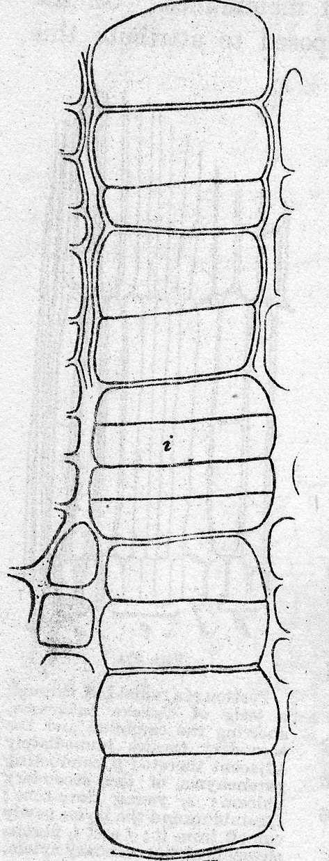 Cambial cell theories Hartig (1853)- Back