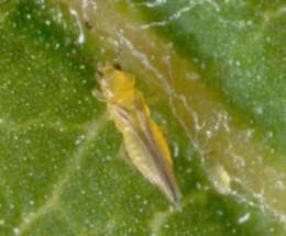 Chilli thrips, Scirtothrips dorsalis is a polyphagous species with more than 100 recorded hosts from about 40 different families, including peppers and roses.