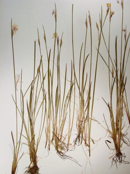Michaux's Blue-eyed-grass Scientific Name Family Name Sisyrinchium mucronatum Michx. Iridaceae Iris Family Did you know?