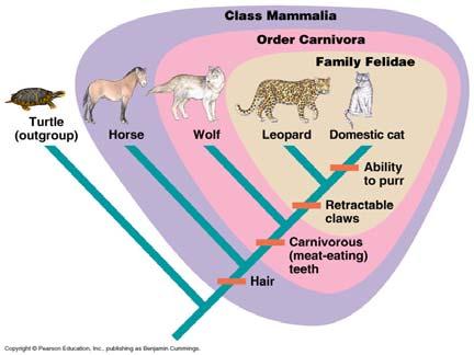 Comparative Anatomy: Cladistics and taxonomy Figure 25.