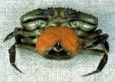 billion/year Some examples Carcinus