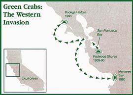 in Monterey by 1994 Green Crab Invasions