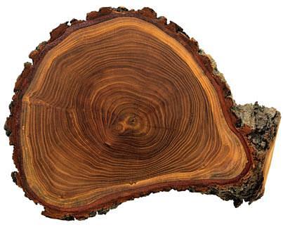 Dendrochronology: a method of dating trees by counting their annual growth rings.