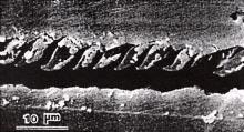 Figure 6. Microcracks forming the shear fracture surface [13].