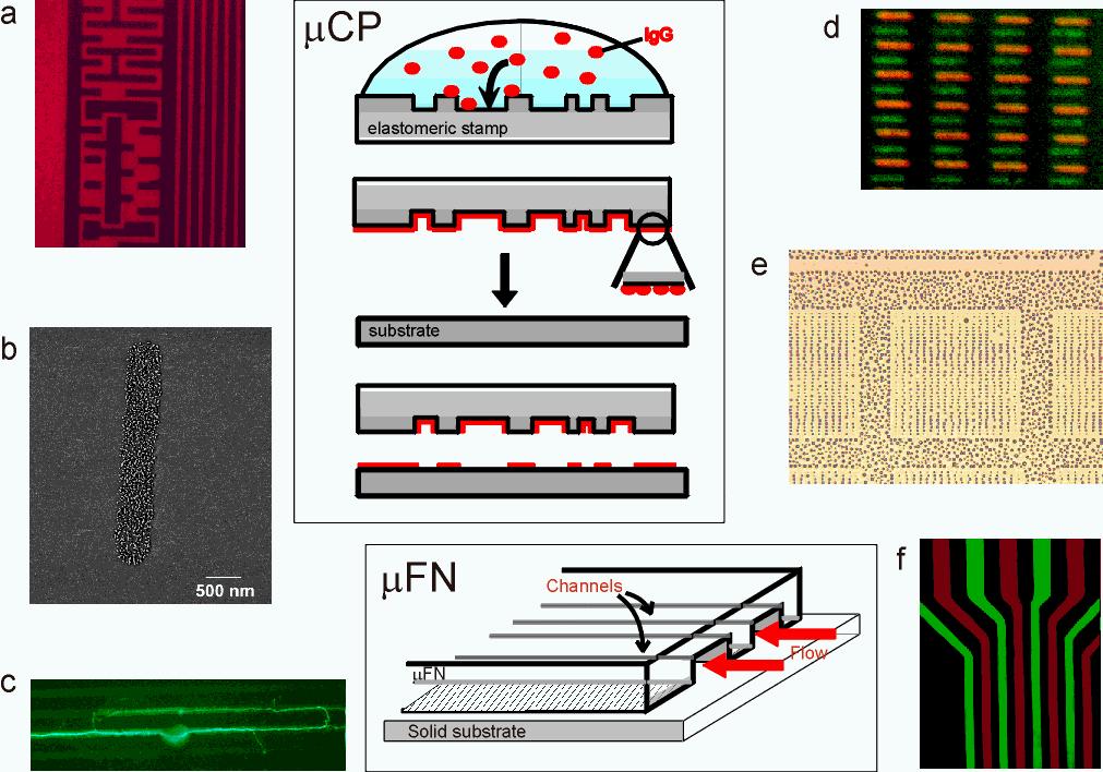 Fig. 6 Microcontact printing (µcp) and microfluidic networks (µfn) are powerful techniques to pattern substrates with proteins. Examples of applications of these techniques: (www.snf.