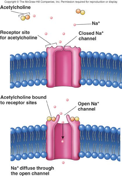 Gated Ion Channels Gated ion channels. Gated ion channels open and close because of some sort of stimulus. When they open, they change the permeability of the cell membrane.