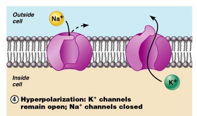 Action Potential: Hyperpolarization Potassium gates remain open, causing an excessive efflux of K + This efflux causes