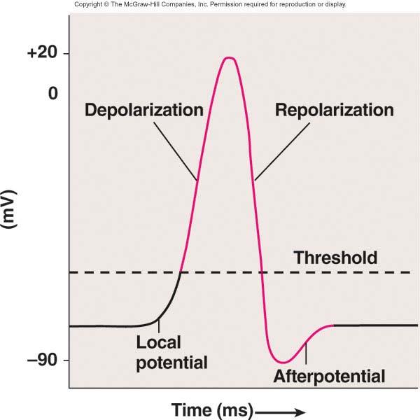 than threshold, then an action potential will occur.