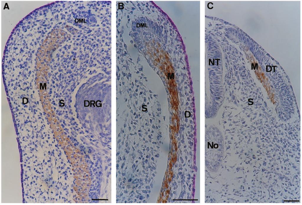 NT-3 and dermis development 2591 Fig. 6. Dermatome-dermis conversion in normal chick embryos.