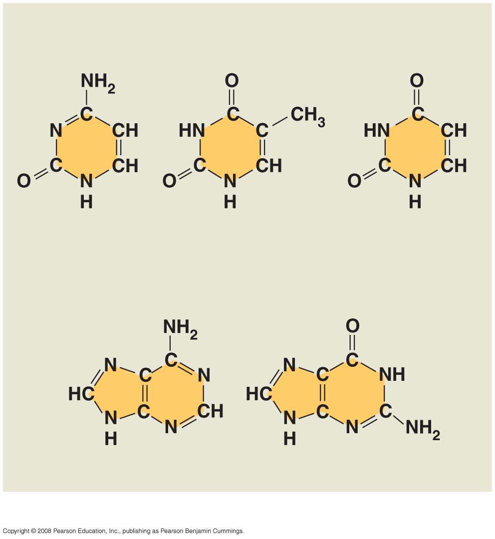 Nitrogenous bases Pyrimidines Cytosine (C) Thymine (T,