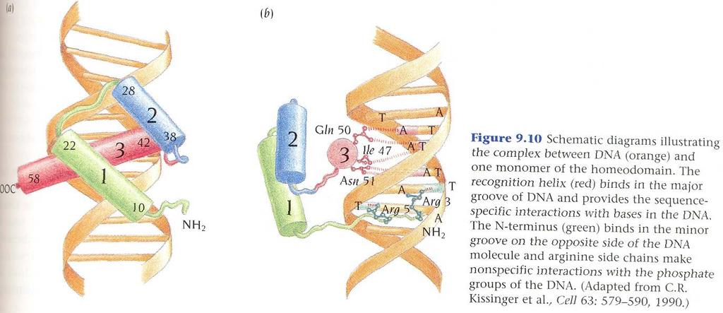 Helix-turn-helix motif of homeodomain is similar to prokaryotic counterparts with deviations - Monomeric homeodomain proteins bind specifically