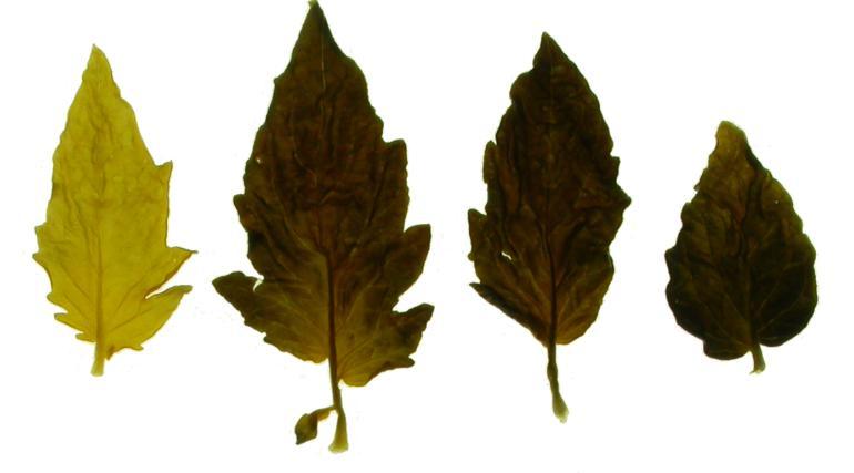 STARCH ACCUMULATION AND EXPORT FROM LEAVES Main product of photosynthesis in leaves is sucrose
