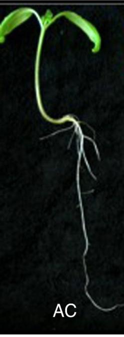 DGT PHENOTYPE Juvenile dgt has no lateral roots Auxin