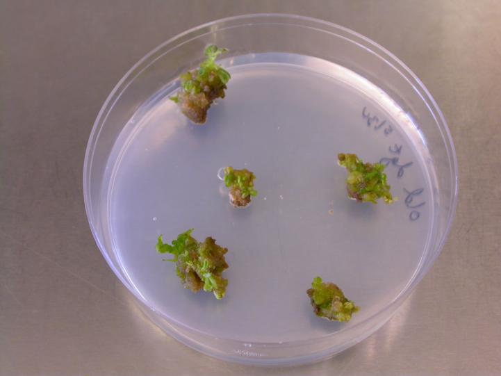 TOMATO TRANSFORMATION Young stems cut and exposed to Agrobacterium
