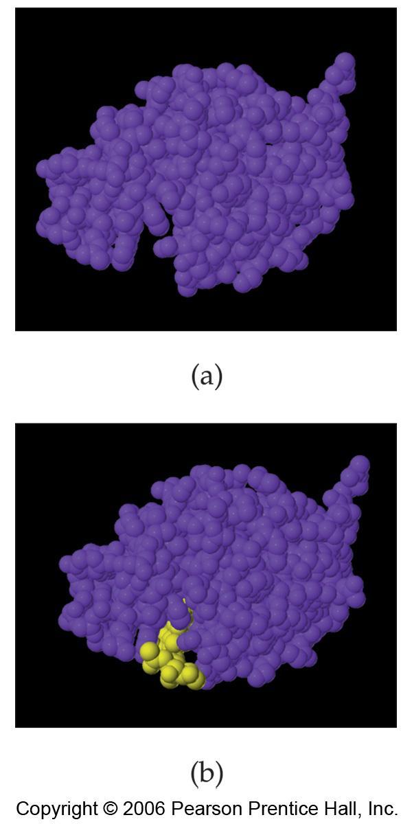 Enzyme Catalysis Substrate (yellow) binds to enzyme (purple) in an active site Each enzyme catalyses a specific reaction in the same way a key fits a given lock The product is produced and the enzyme