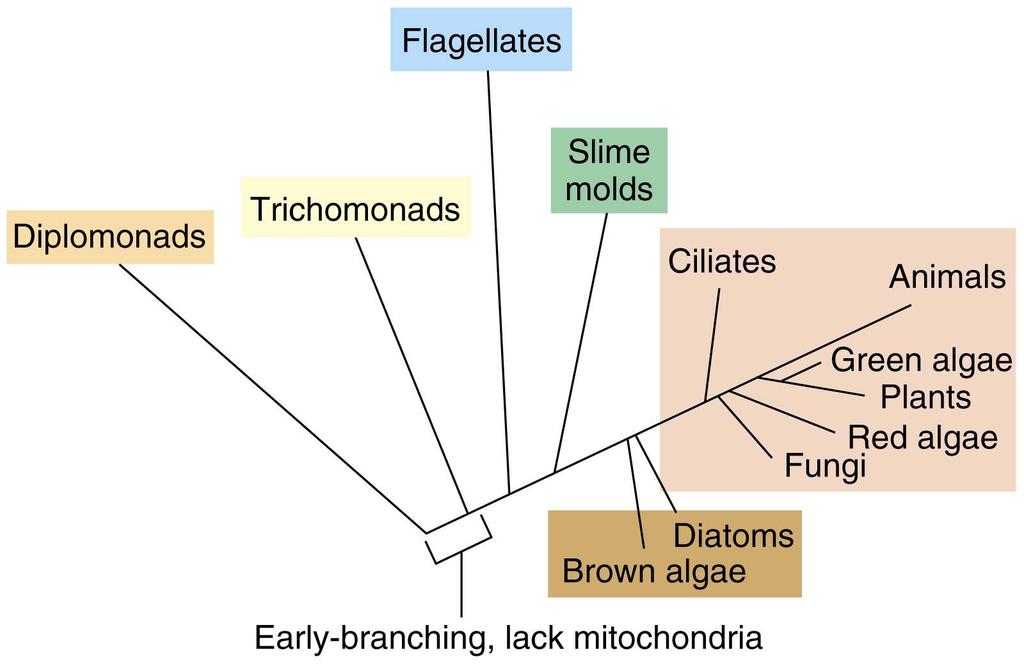 The early branching and therefore ancient eucaryotes lack