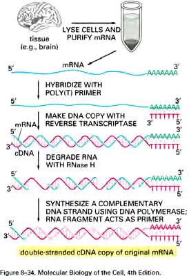 Finding genes -- cdna synthesis Synthesizing cdna (complementary DNA) 1. Extract RNA 2. Hybridize polyt primer 3. Synthesize DNA strand 1 using reverse transcriptase. 4.