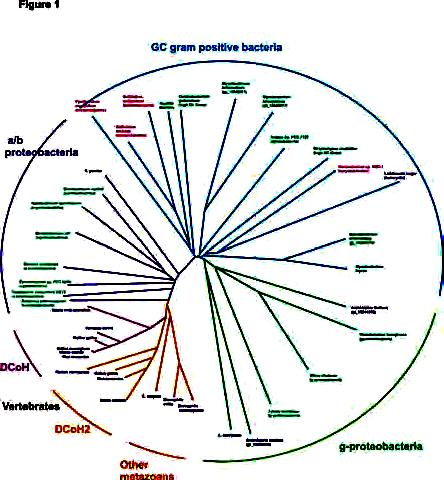 Tree of life (Sequences = biological clocks) A tree derived by clustering sequences of a typical protein family (pterin-4ahydroxylase) recapitulates the tree of life.