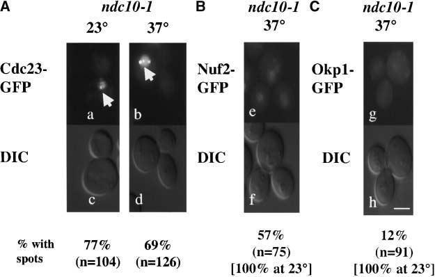 1090 P. G. Melloy and S. L. Holloway Figure 7. The Cdc23-GFP nuclear spot signal is not displaced in an ndc10-1 mutant.