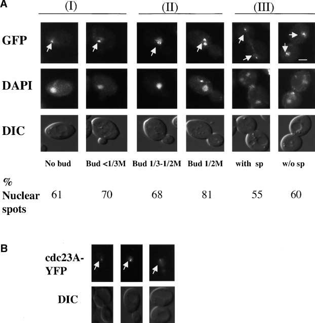 Regulation of Cdc23-GFP Localization 1083 Figure 1. Cdc23-GFP is localized to the nucleus and nuclear spots throughout the cell cycle and moves onto the mitotic spindle in anaphase.