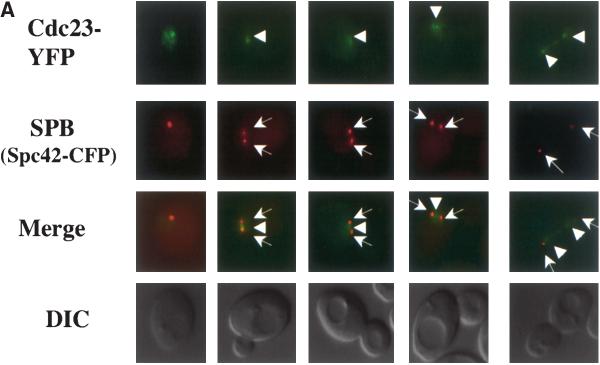 Regulation of Cdc23-GFP Localization 1085 Figure 3. Colocalization experiments using Cdc23-YFP with spindle pole body and kinetochore CFP-tagged markers.
