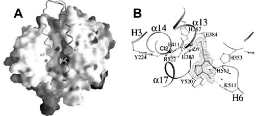 952 Bull. Korean Chem. Soc. 2005, Vol. 26, No. 6 Amor A. San Juan and Seung Joo Cho 3D-QSAR Studies on Angiotensin-Converting Enzyme (ACE) Inhibitors: a Molecular Design in Hypertensive Agents Amor A.