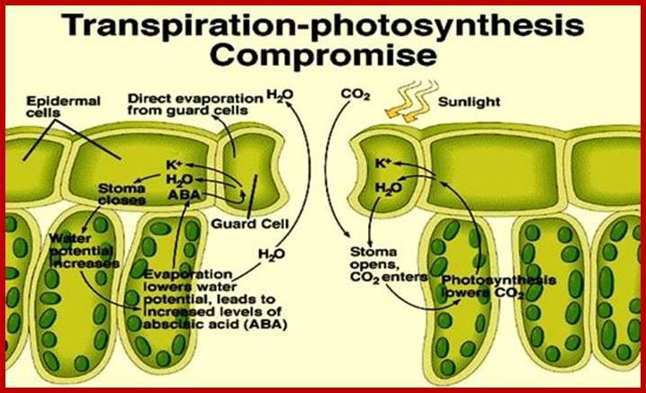 Transpiration The process of water evaporation from plant surfaces through stomatal pores Cools the plant tissues and causes a tension that drives the uptake of water through the xylem Depends on the