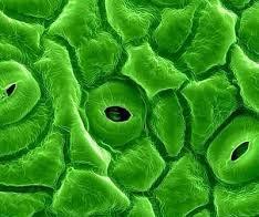 concentration of water in vines can cause stomata to open or close, respectively When leaf water potential reaches approximately -1.