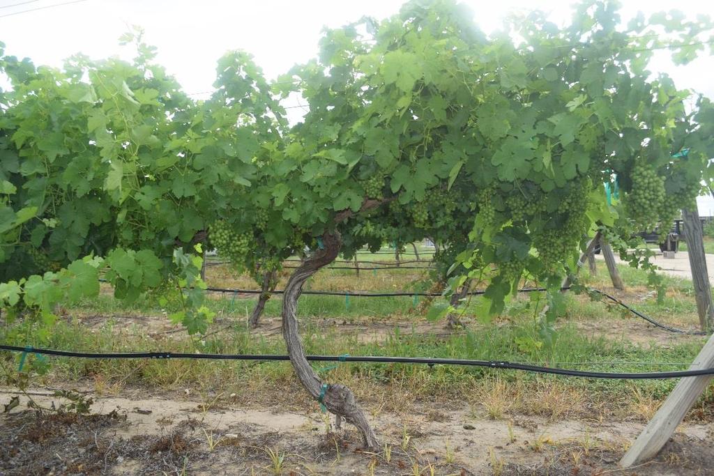Introduction 70-95% of the fresh mass of grapevine cells consists of water Acts as a solvent for gases, salts, and other solutes (nutrients and minerals), and is one of the reagents in photosynthesis.