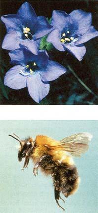 At timberline, skypilots are pollinated by a variety of insects including flies, small solitary bees, and bumblebees. But higher in the tundra, the only pollinators are bumblebees.