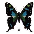 166 Records of the Australian Museum (1999) Vol. 51 Figures 5 8. Adults of Graphium kosii n.sp.