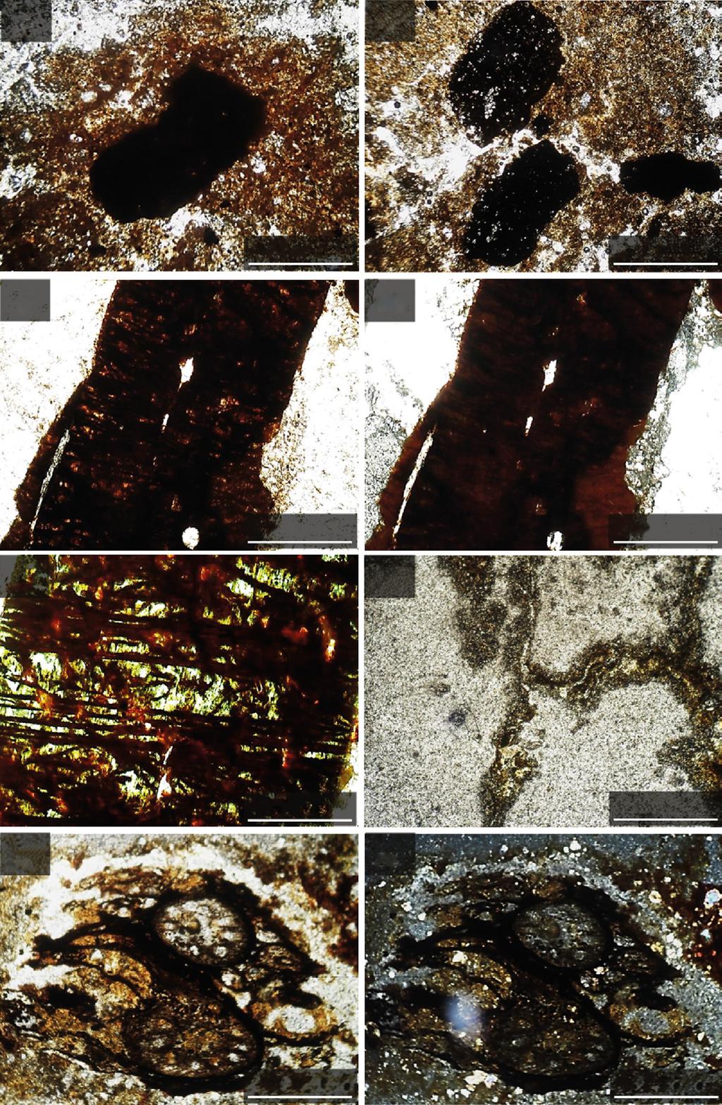 Brilhante et al. Weathering of rhyolites and soil formation in an Atlantic Forest... (a) (b) 1 mm (c) 1 mm (d) 250 µm (e) 250 µm (f) 125 µm 500 µm (h) (g) 1 mm 1 mm Figure 4.