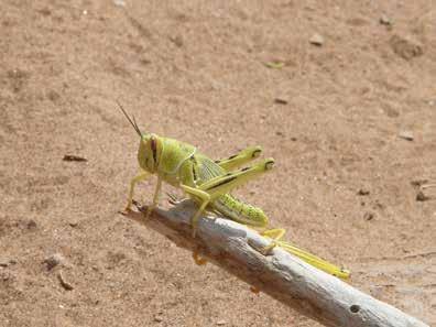 WEATHER AND DESERT LOCUSTS 1 DESERT LOCUSTS Overview Locusts are members of the grasshopper family Acrididae, which includes most short-horned grasshoppers.
