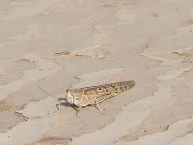 Desert Locusts (Schistocerca gregaria) are always present somewhere in the deserts between Mauritania and India.