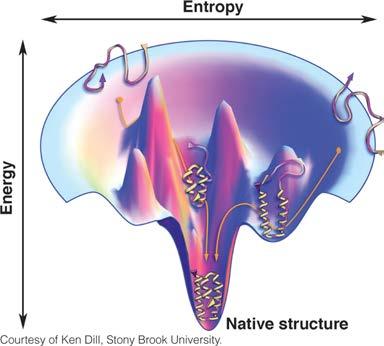 Energetics Energy-Entropy Diagram: Protein Folding Funnel Energy-Entropy Diagram: Protein Folding Funnel Free-Energy Funnel Model of Protein Folding Is Dependent on the Stability of Motifs Within the