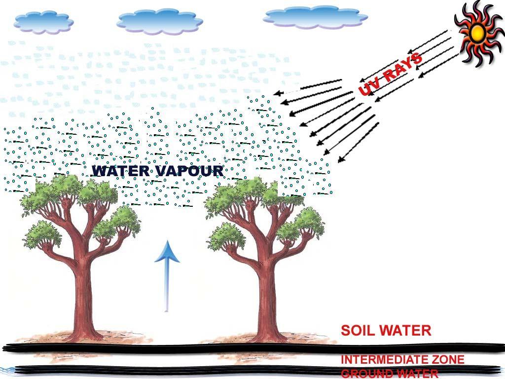 Figure 6: An Unobserved Role of Trees for Producing Ozone 5.
