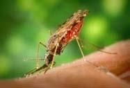 Malaria is the